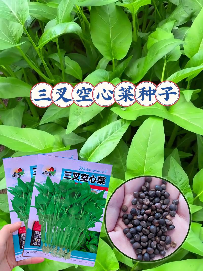 冠县种子公司:把握行业趋势,创新前行